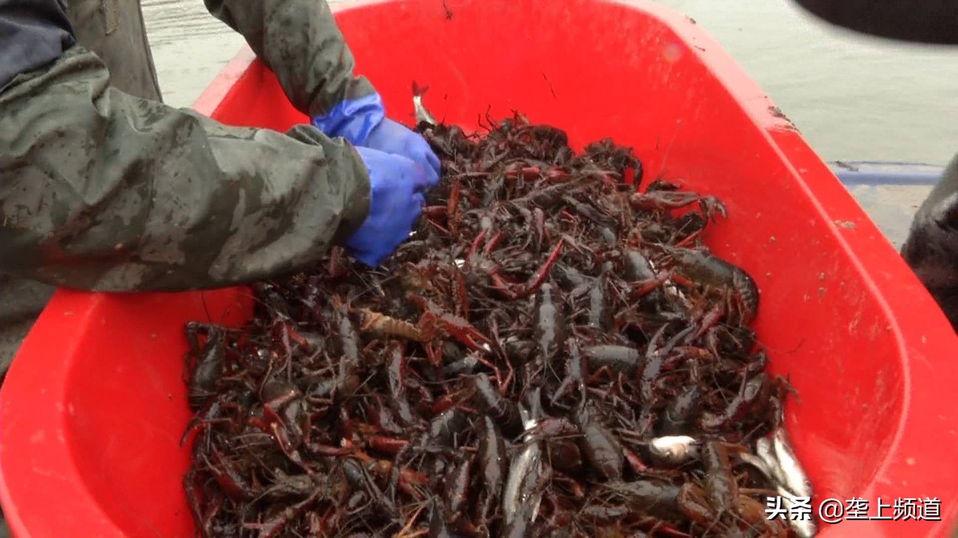 小龙虾如何暂养死亡率低,小龙虾不打洞能养殖