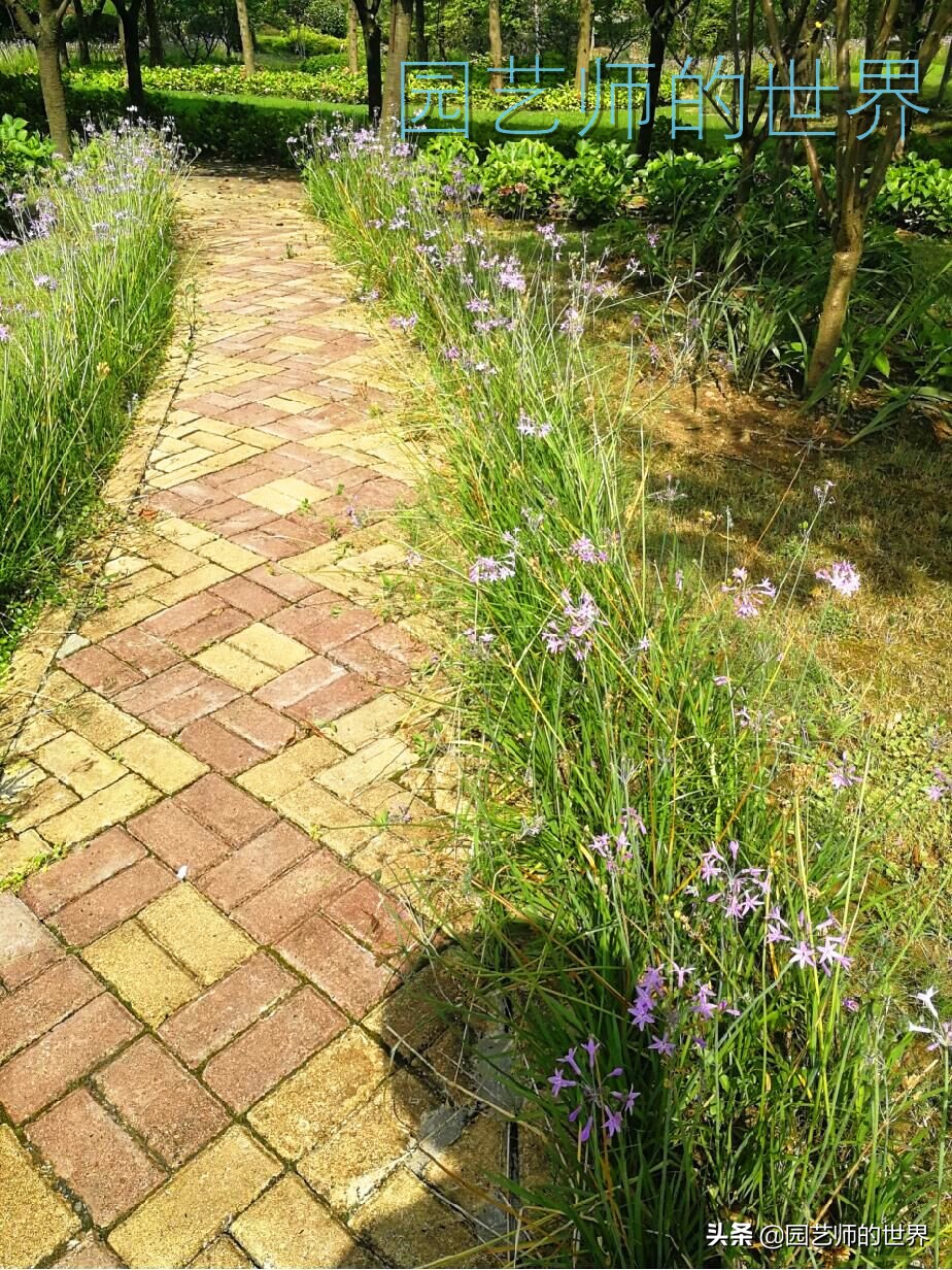 花园科学实验,花园案例及解析