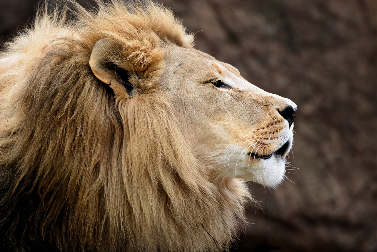 南非四头狮子差点被扒皮抽骨，变成虎骨膏替代原料，结局令人暖心