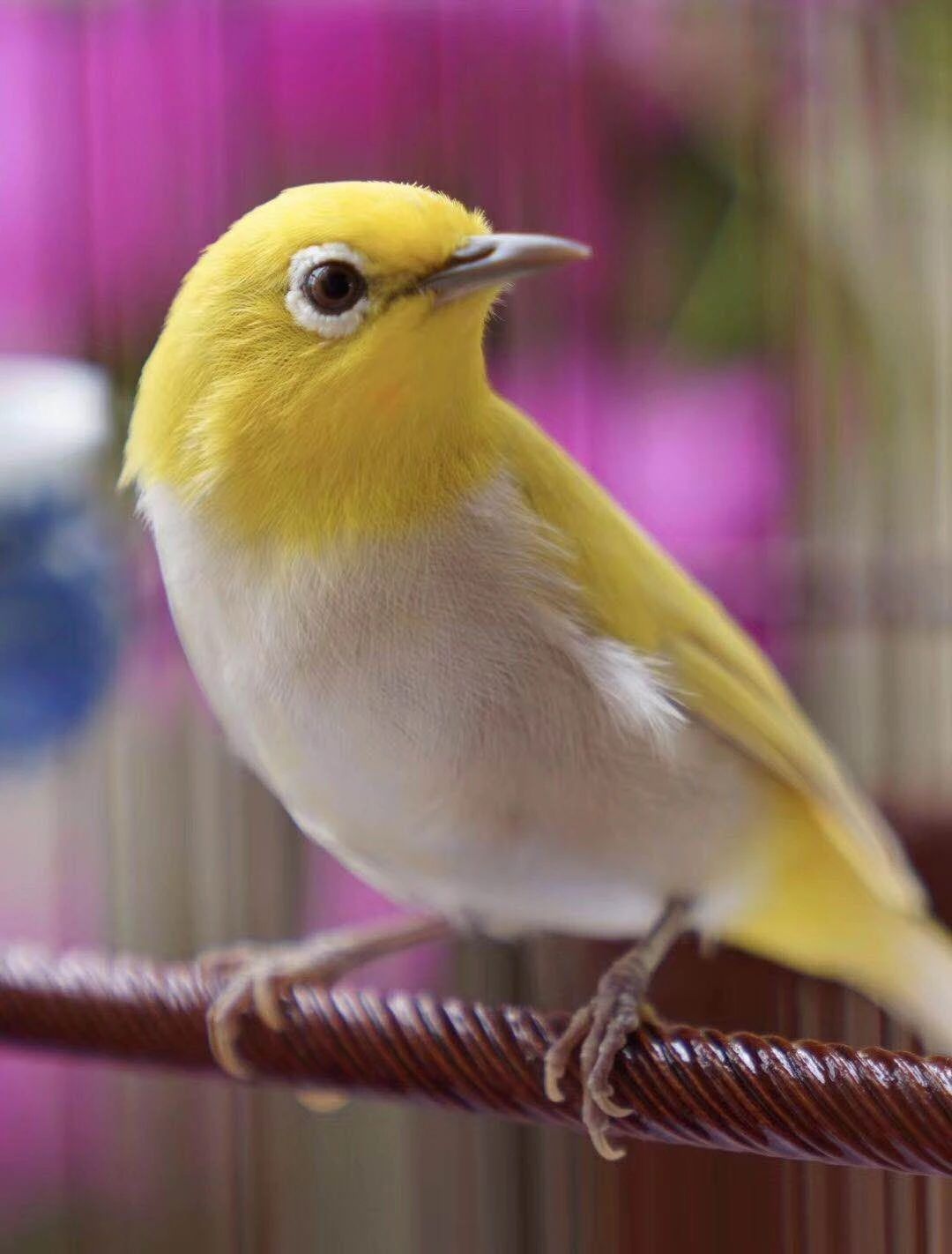 绣眼鸟换羽技巧视频,绣眼鸟怎么换毛好看