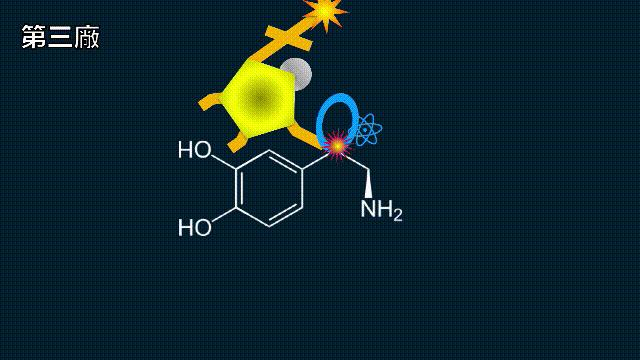 全世界的柠檬都读Lemon?这背后有一个刻在8号染色体上的上古故事