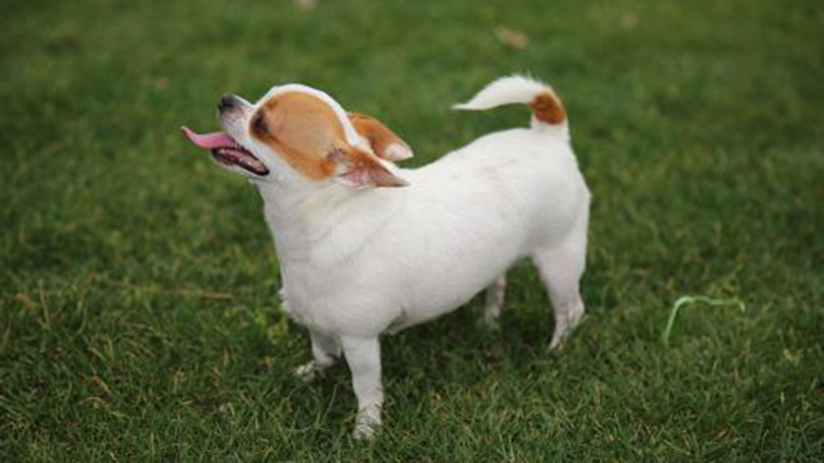 吉娃娃固定神器,吉娃娃遛娃神器