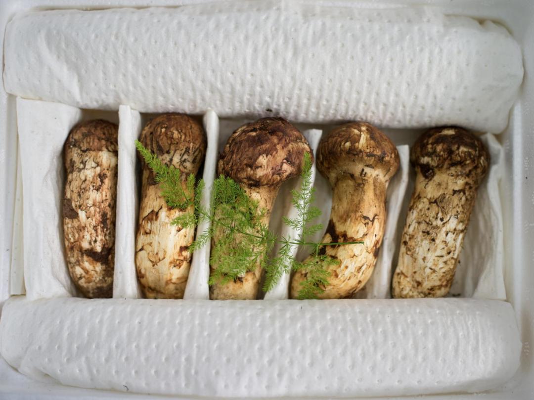 新鲜松茸怎么吃这些吃法值得一试,新鲜松茸清洗后吸水量大保存方法