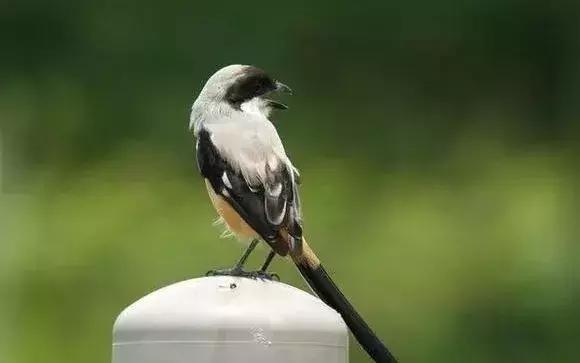 伯劳鸟饲养,没睁眼的伯劳怎样饲养