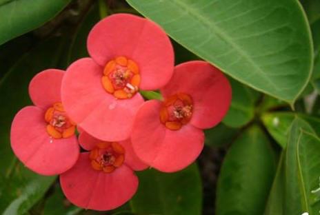 投桃报李是表达知恩图报的意思吗,中国古代知恩图报的经典故事