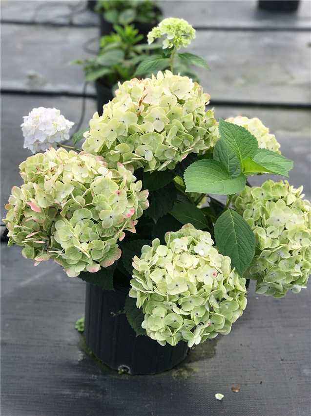 夏天养绣球鲜花,夏季修剪绣球多久浇水