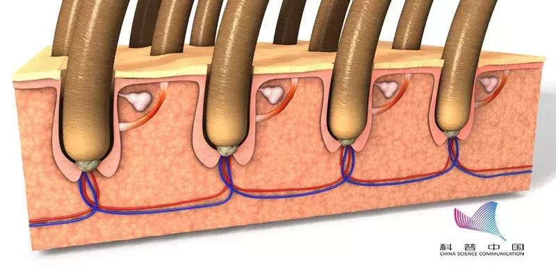 鬼剃头是怎么造成的,鬼剃头究竟是怎么回事