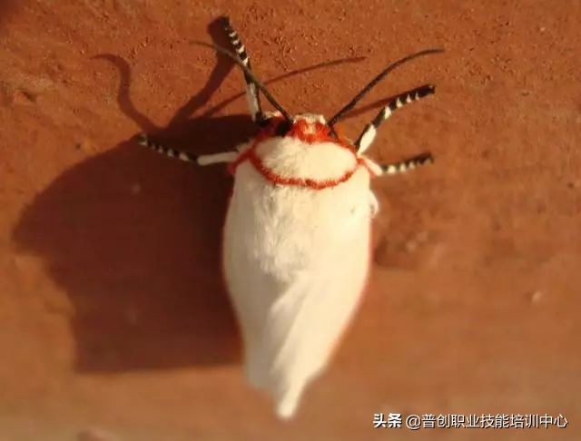 种菜防治病虫害最简单方法,种菜病虫害图片大全