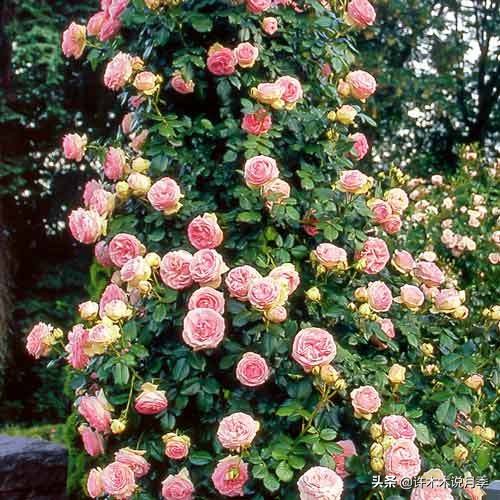 如何制作月季的肥料,月季自制液体肥怎么用最好