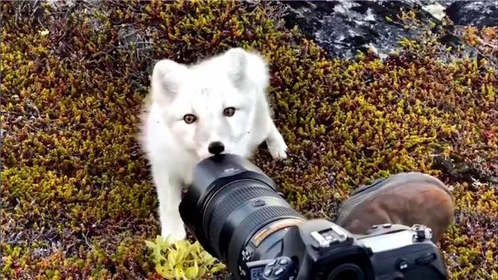 摄影师路遇觅食中的狐狸,摄影师拍到一只可爱的北极狐