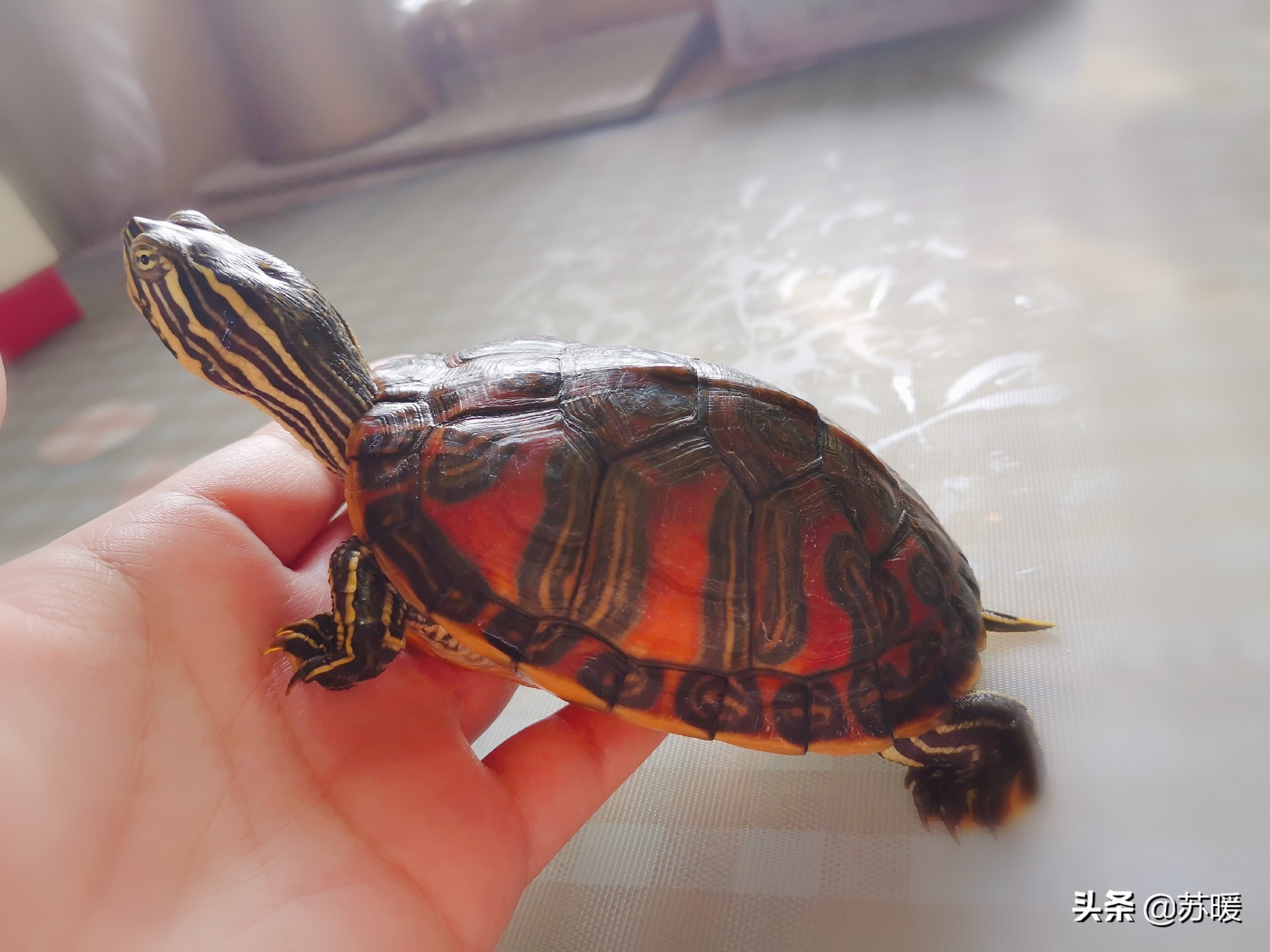 阿莫西林治疗乌龟腐皮,乌龟腐皮怎么治疗