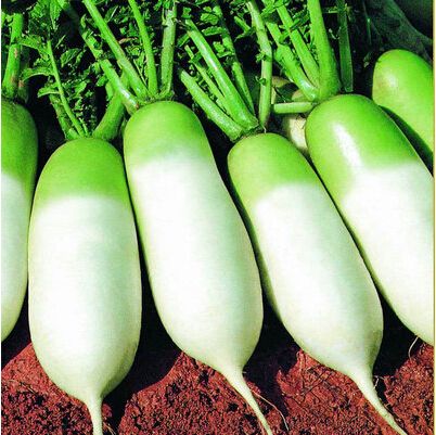 种萝卜株距技巧,种萝卜发芽后怎么管理