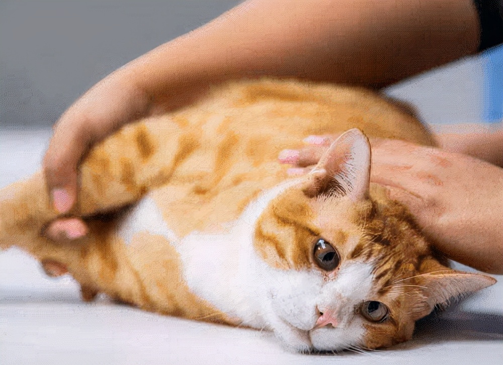 养猫日记小猫,养猫日常母猫