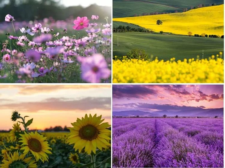 你家喜欢养的这种花居然有毒?不要放室内,更不要让小孩接触