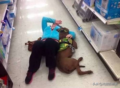 惊！狗狗真的可以“治病”，这类辅助犬做到了