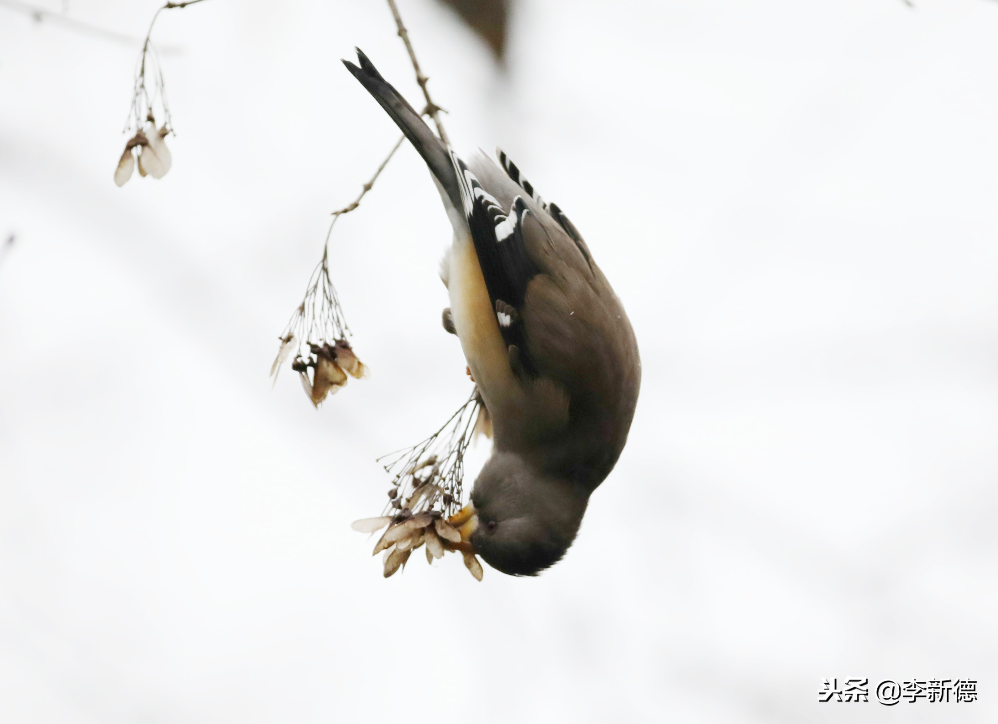 合肥望江西路蜀峰湾,合肥蜀峰湾有什么鸟