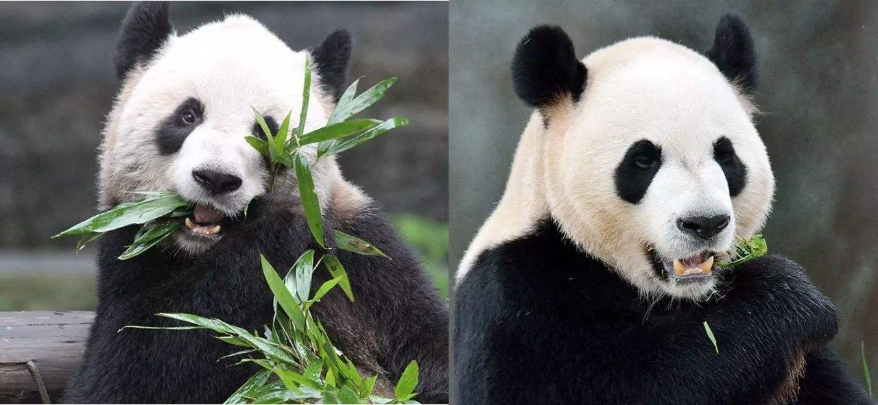 海狸是加拿大的国宝吗,加拿大国宝动物河狸简介