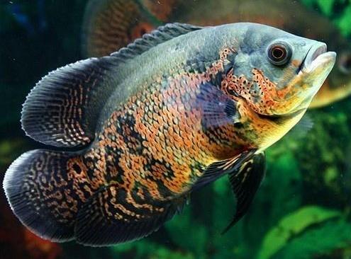 慈鲷品种,慈鲷类型