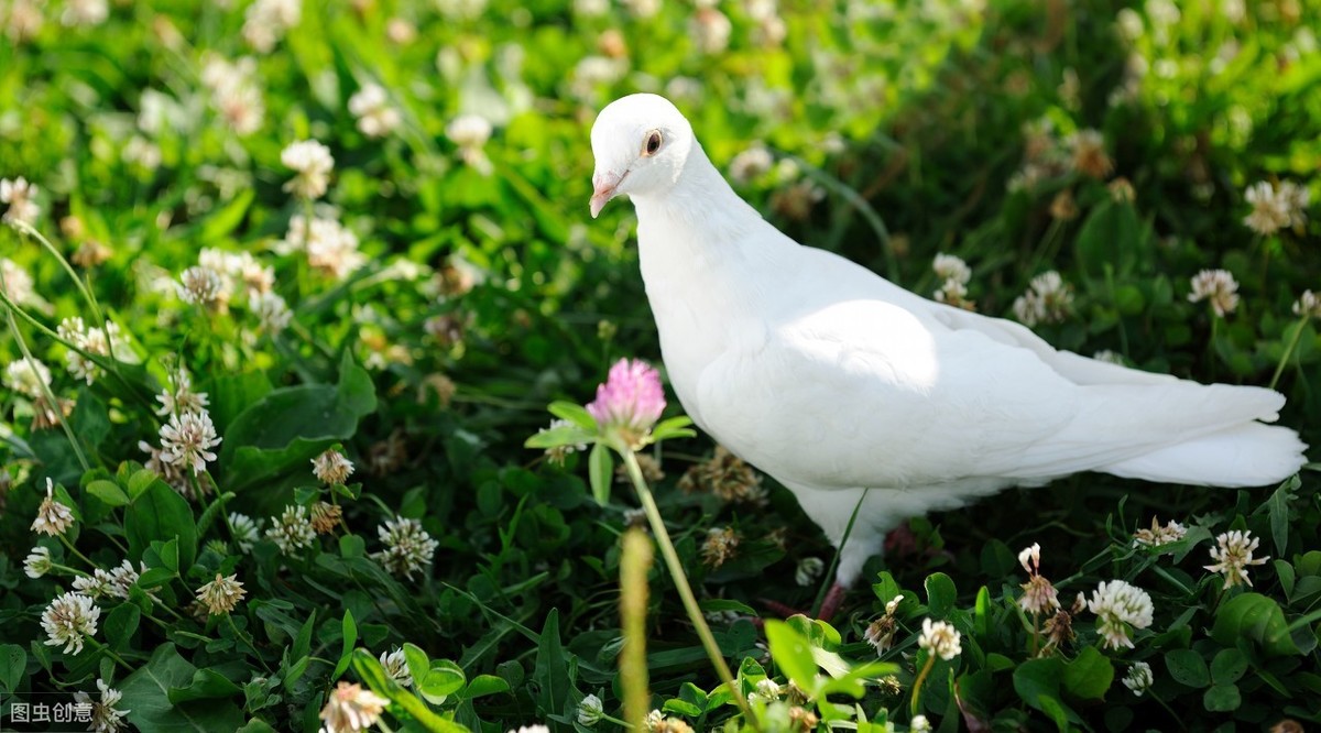 鸽子具有哪些个性和象征意义,鸽子在中西方的不同象征