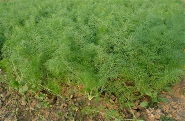 球茎茴香种植方法生长时间,球茎茴香栽培技术视频