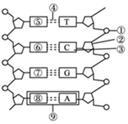 生物期中考选择题必考知识点,2017年生物期中考试题