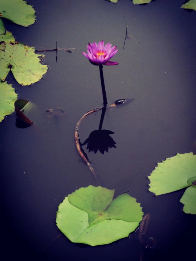 有一种缘分叫情深缘浅,向来情深奈何缘浅的爱情故事