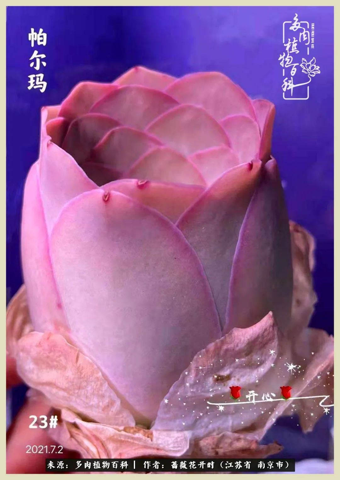 又见颜的妩媚，色的诱惑！这些山地玫瑰礼盒惊艳了眼眸