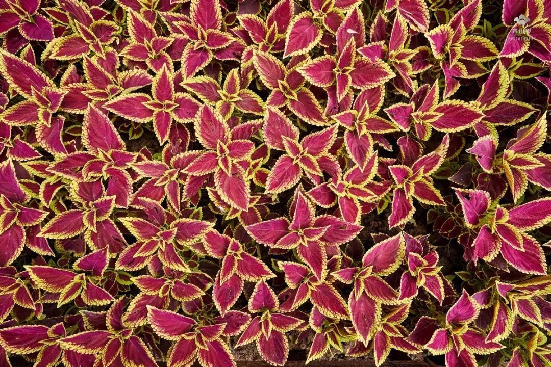 100种常见观叶植物图鉴史上最全,农村常见的100种植物