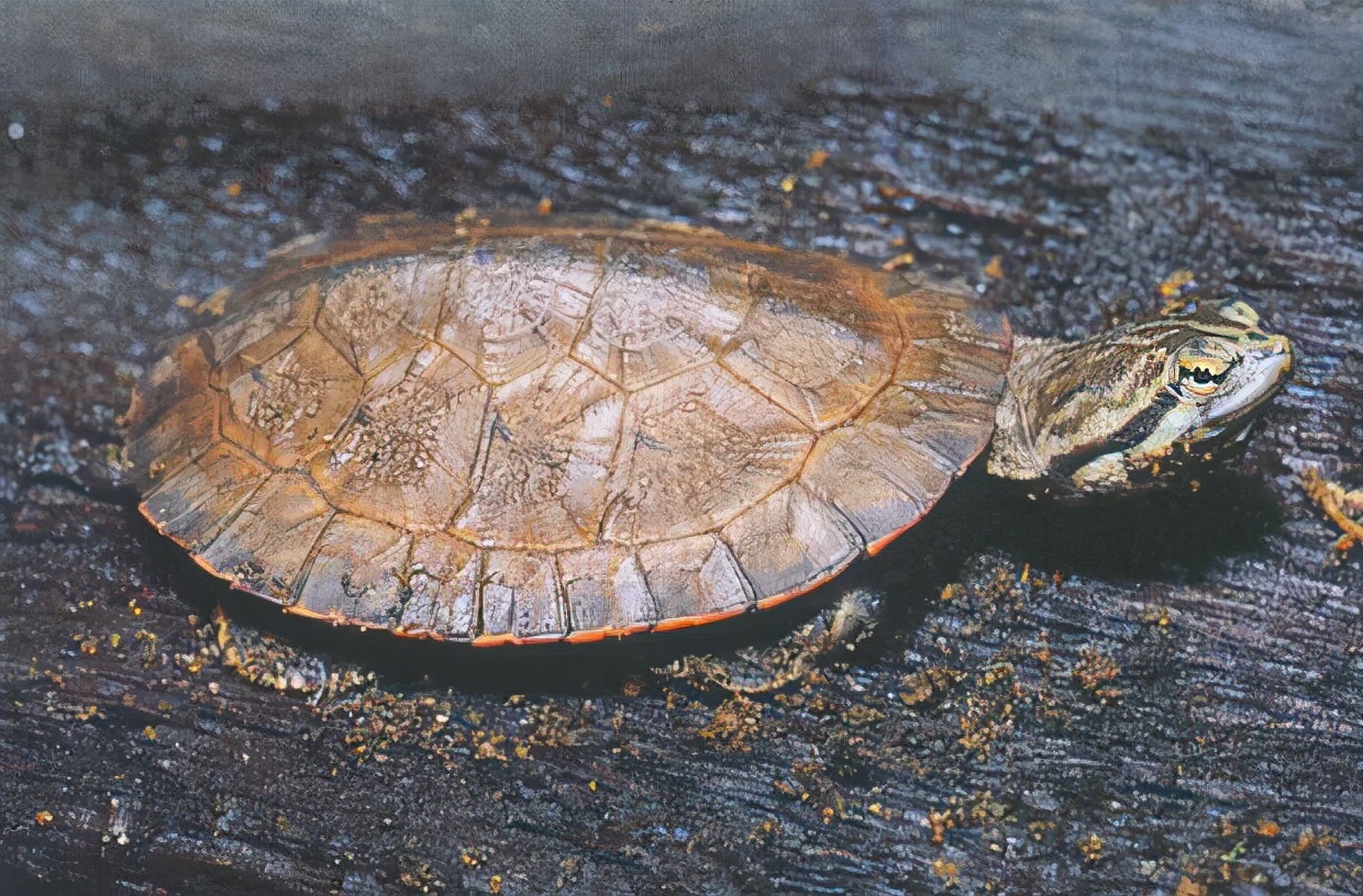 龟类大百科,大眼睛龟类