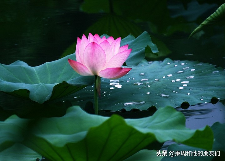 秉周和他的朋友们:八月花令同题诗歌