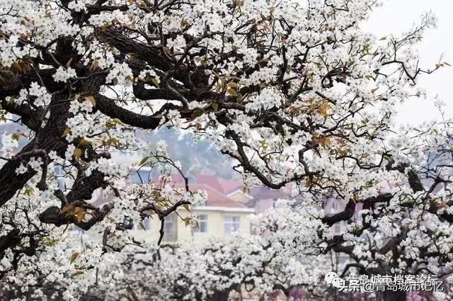 青岛岛城记忆,青岛记忆纪念馆