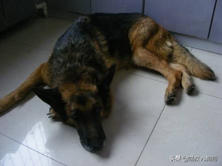 狗子居然也会得淋巴细胞白血病,淋巴细胞白血病是怎么来的呢?