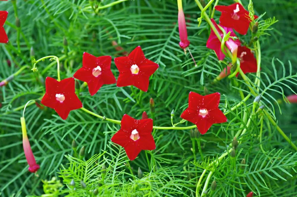三种最旺家的阳台爬藤花,家里种什么爬藤花好看