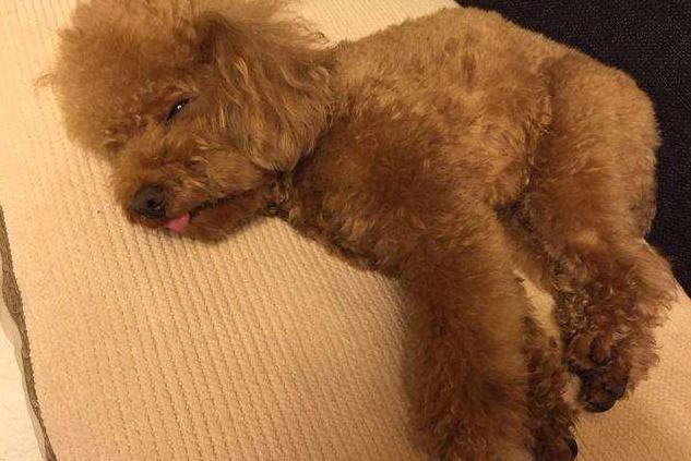 泰迪狗爱你会怎么表现,泰迪犬一直卧在你身边是为什么