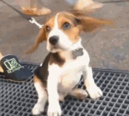 手工清除多年螨虫,根除耳螨最好的方法