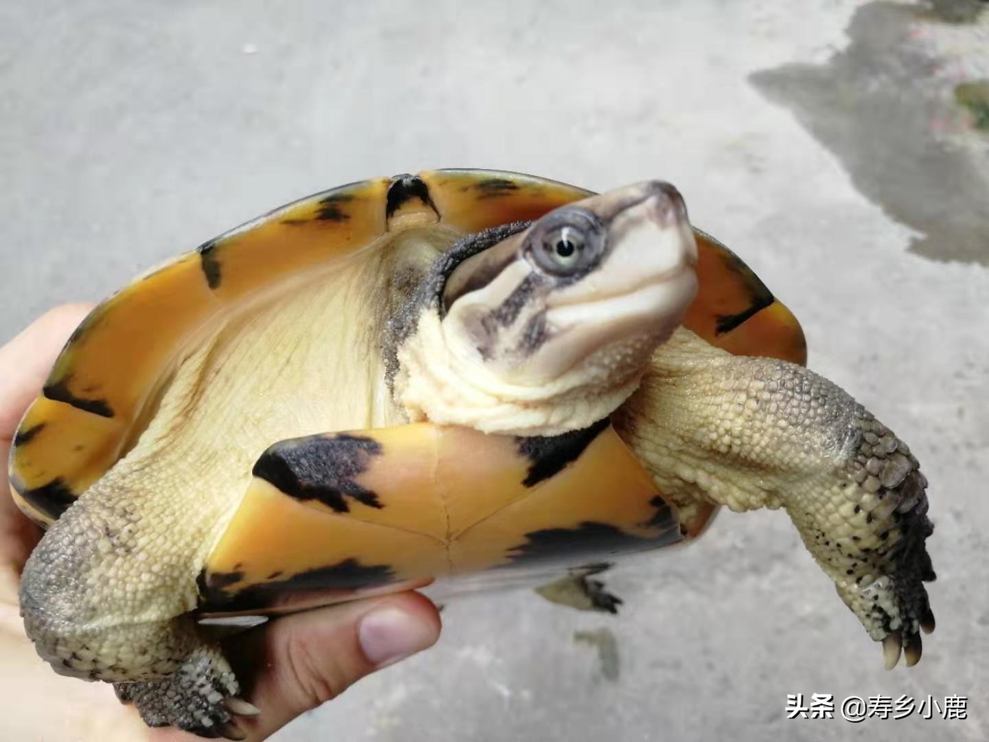 乌龟冬眠时有哪些注意事项,乌龟冬眠需要注意些什么