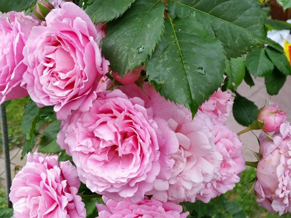 无刺四季开花藤本月季品种有哪些,耐热又耐寒的藤本月季有哪些品种