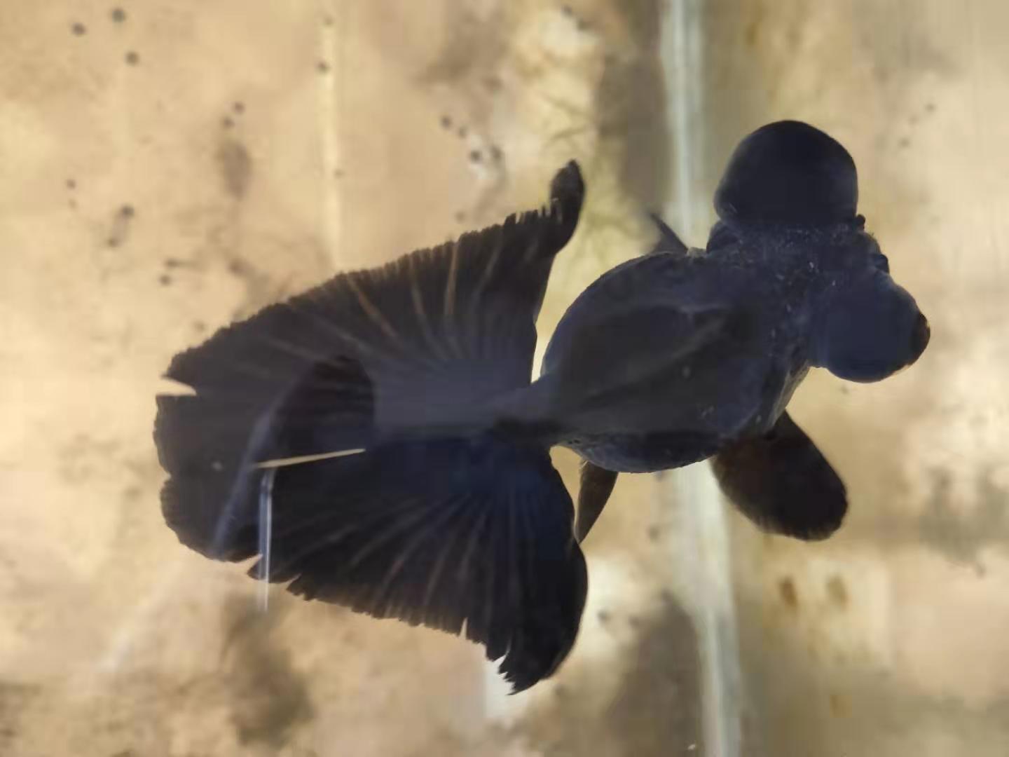 观赏鱼怎么捉,用渔网捉小鱼