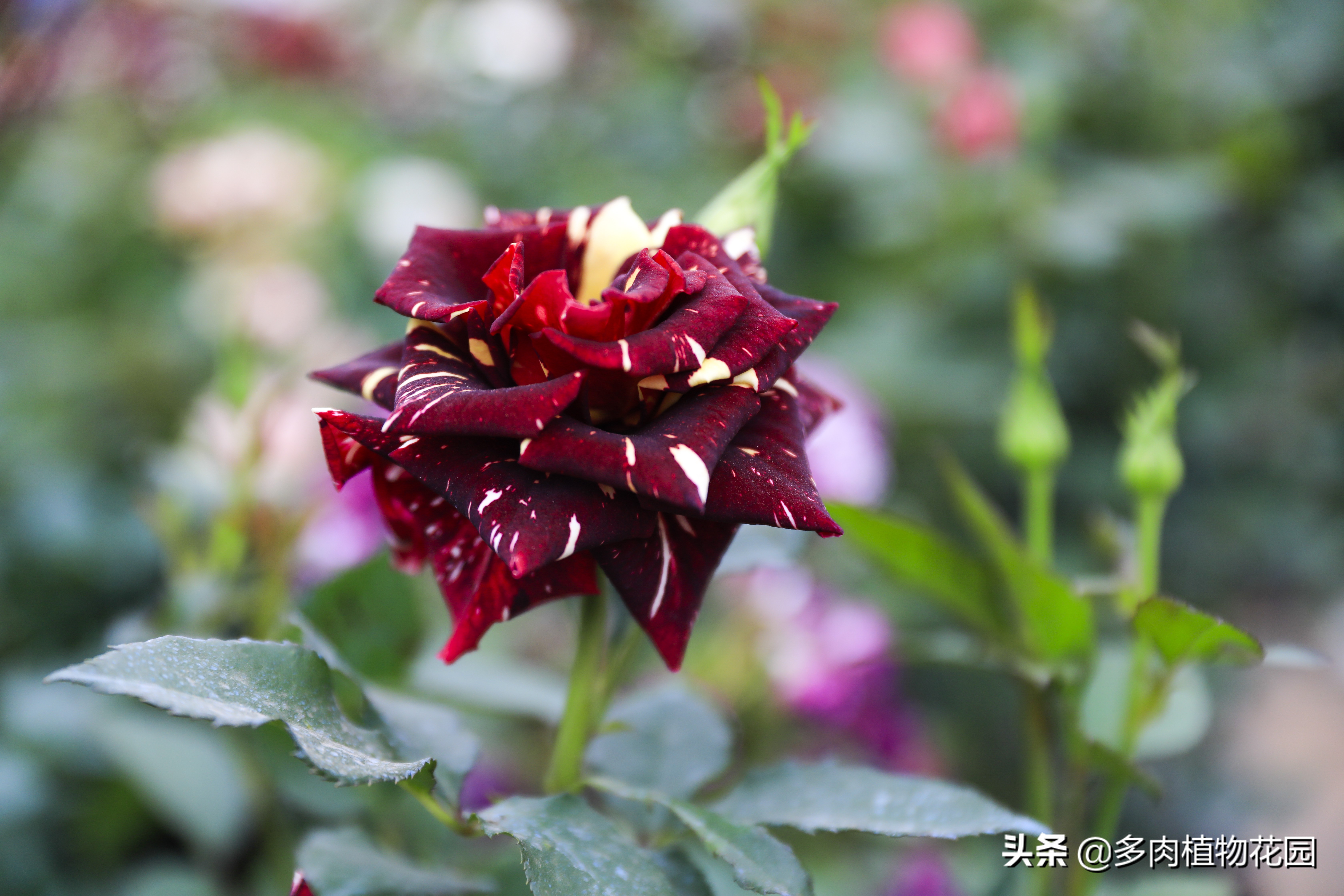 青州树型月季哪里有,青州种植月季花哪家好