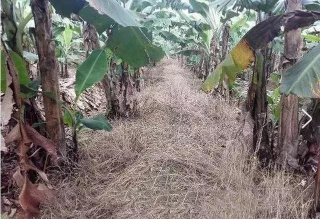 草铵膦防治杂草清单,草铵膦可以使杂草除根吗