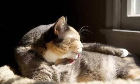 猫咪长猫癣是什么原因引起的,猫咪皮肤病黑色斑块