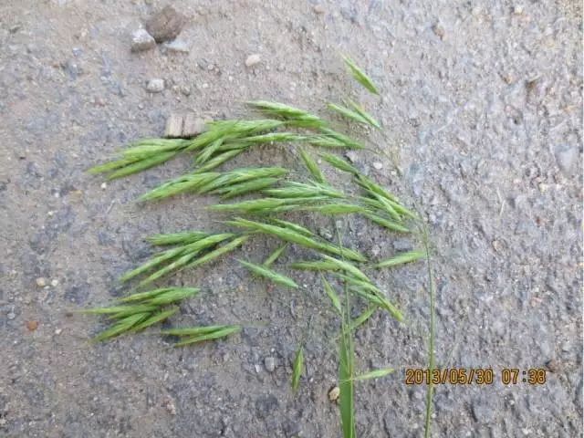 燕麦雀麦和节节麦的区别图谱,火眼金睛快速识别