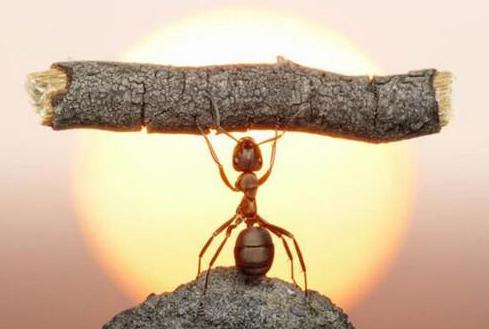 蚂蚁个头很小,蚂蚁为什么会咬人呢