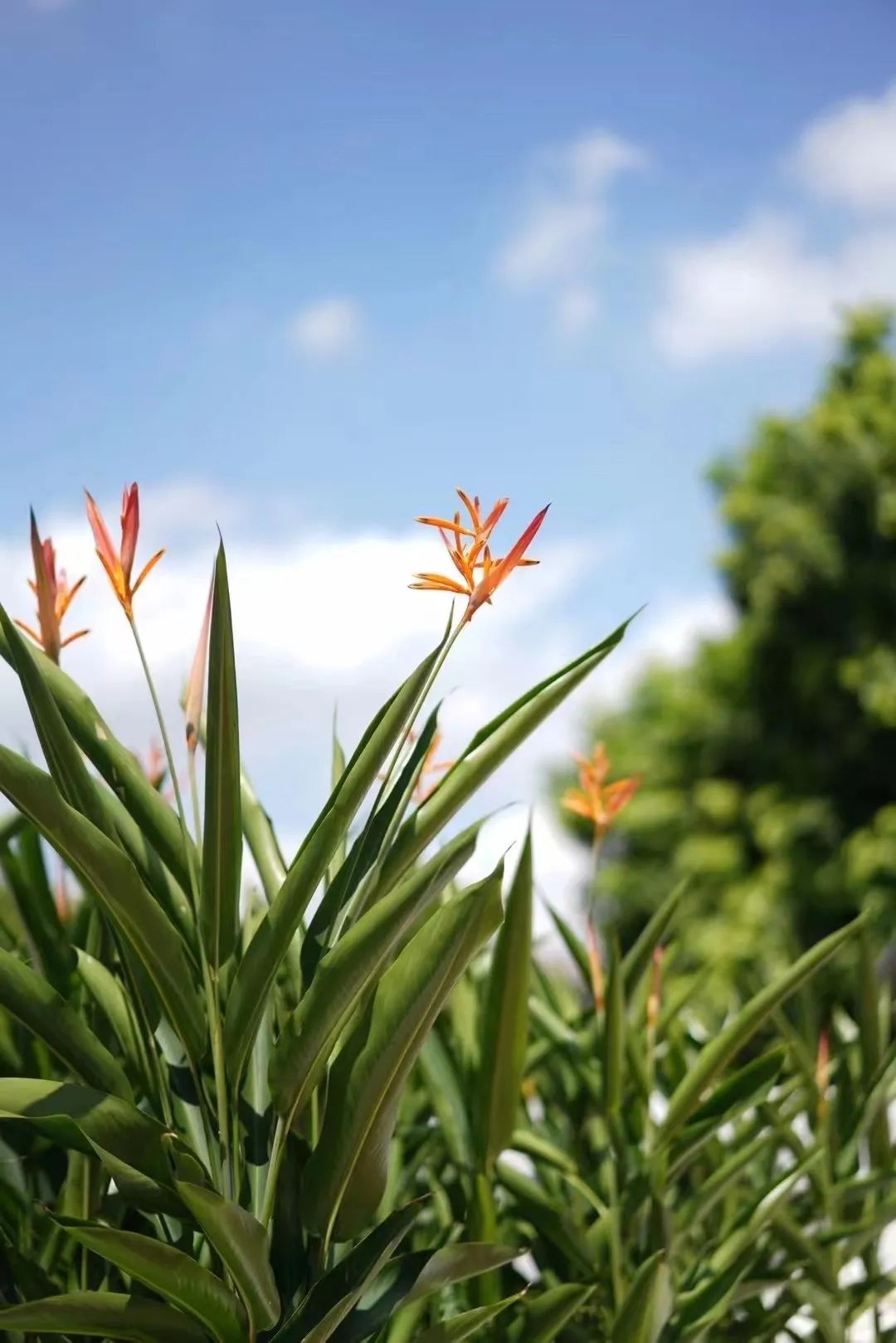 家里要有氛围感什么花比较好,家里高级的花