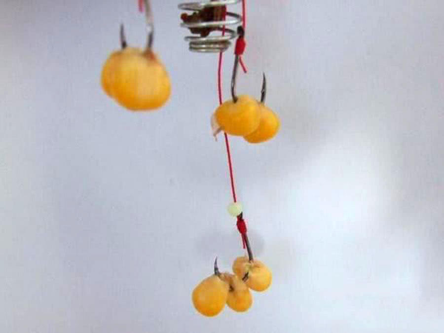 玉米粒钓大鱼最佳钓鱼方法,如何正确用玉米粒钓鱼