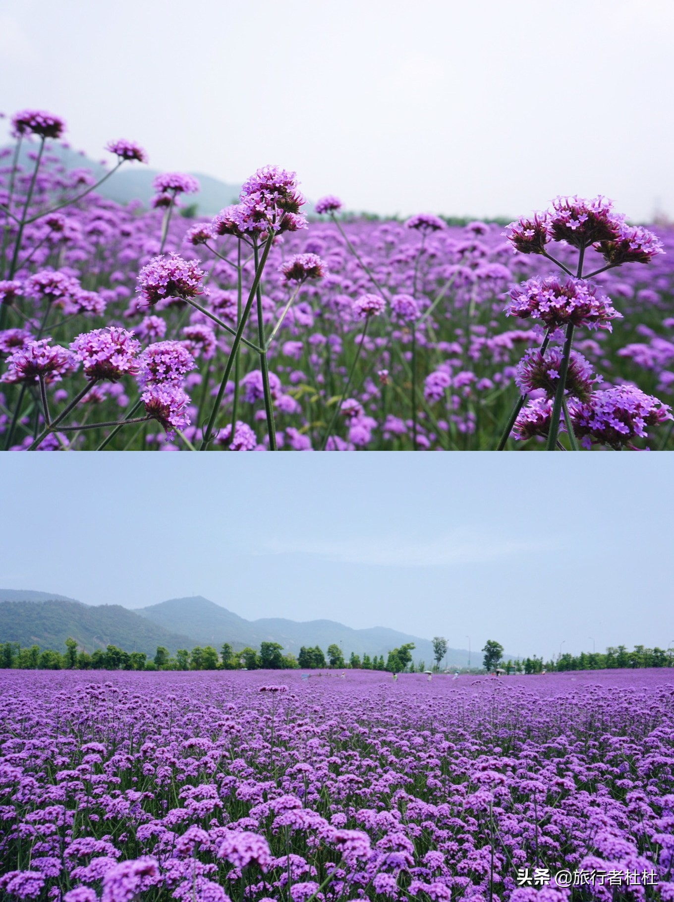 江北荪湖马鞭草花园,荪湖马鞭草花海要买票吗