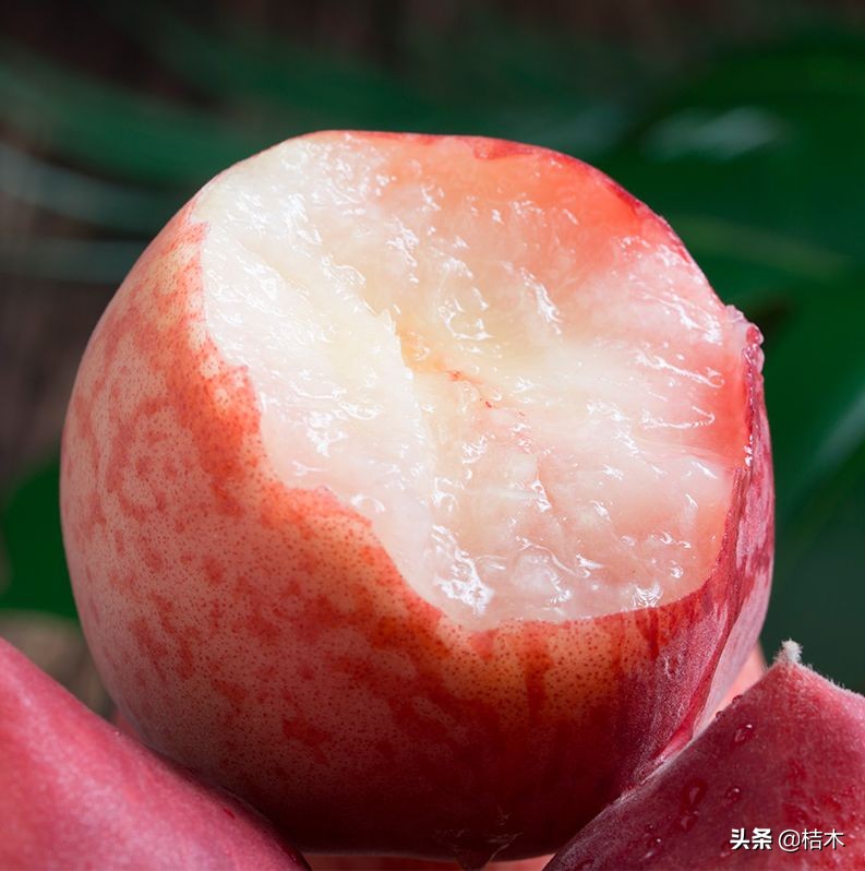 一口就爆汁！陕西突围水蜜桃成熟了，真正的自然熟，桃园现摘现发