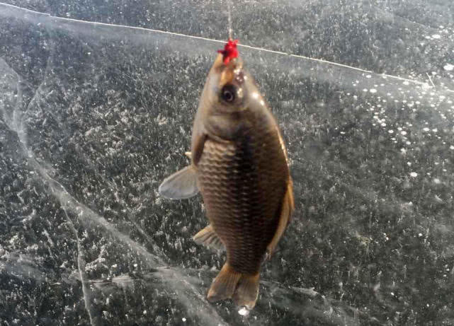 冰钓的十大技巧,冬季北方冰钓的八大禁忌