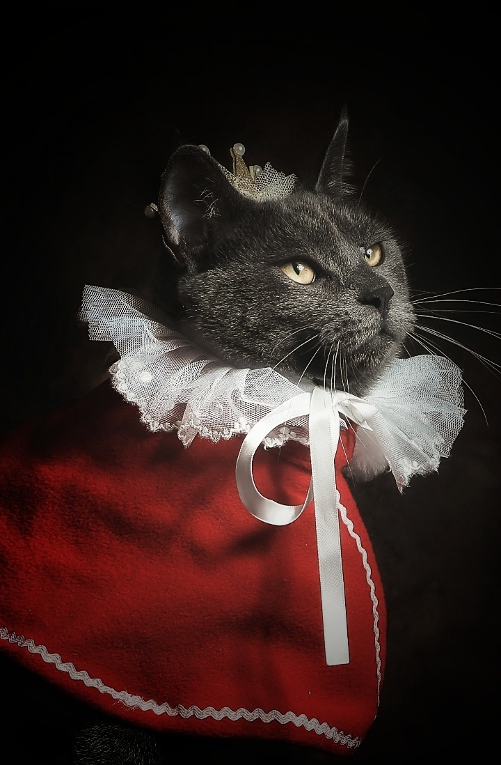 在米拍聚众吸猫吸狗是一种怎样的体验？