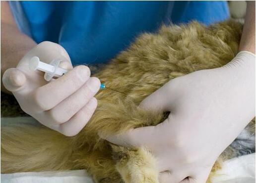 泰迪犬为什么会有泪痕,黑色泰迪犬胸前有白毛是怎么回事